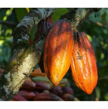 cacao family limited 